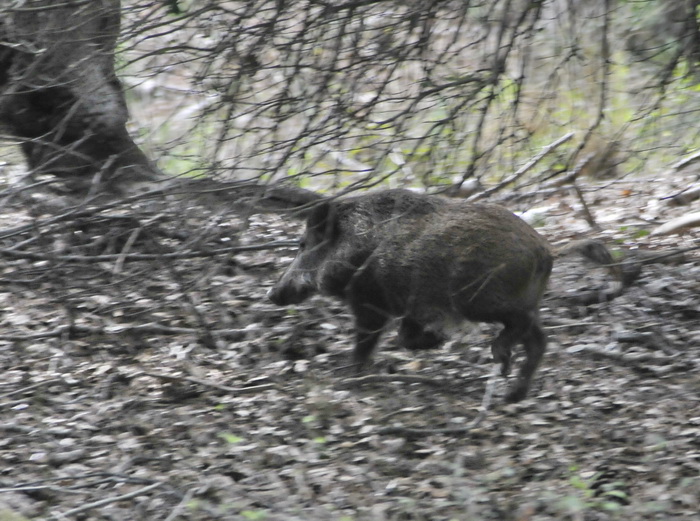 Cinghiale - Sus scrofa